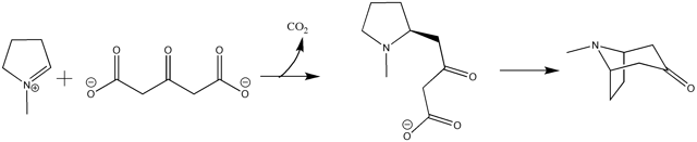 Robinson biosynthesis of tropane