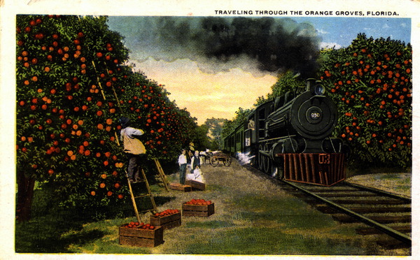 Orange Groves, Central Florida