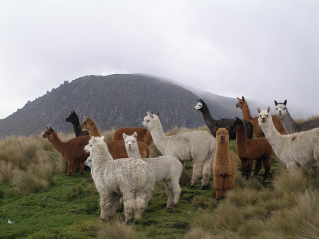Alpacas near a mountain in Ecuador