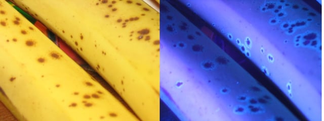 Ripened bananas (left, under sunlight) fluoresce in blue when exposed to UV light.