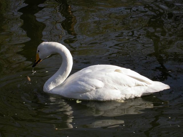 The whooper swan, Finland's national bird