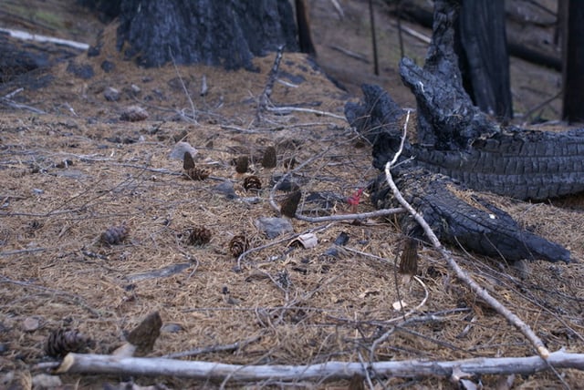 Jack pine cones and morels after fire in a boreal forest.