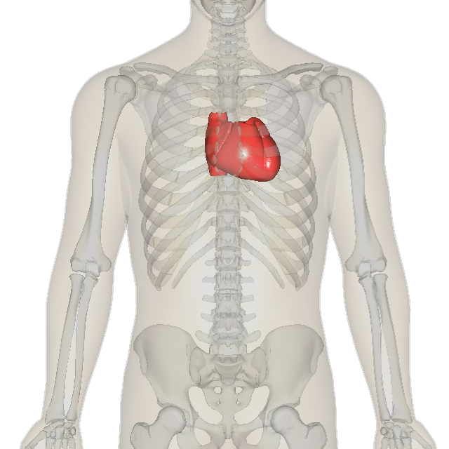 The human heart is in the middle of the thorax, with its apex pointing to the left.
