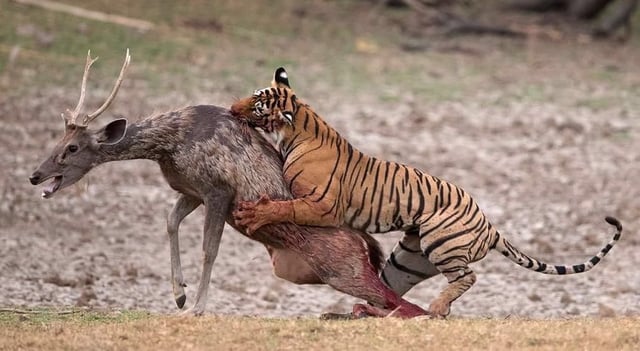Bengal tiger attacking a sambar in Ranthambore Tiger Reserve