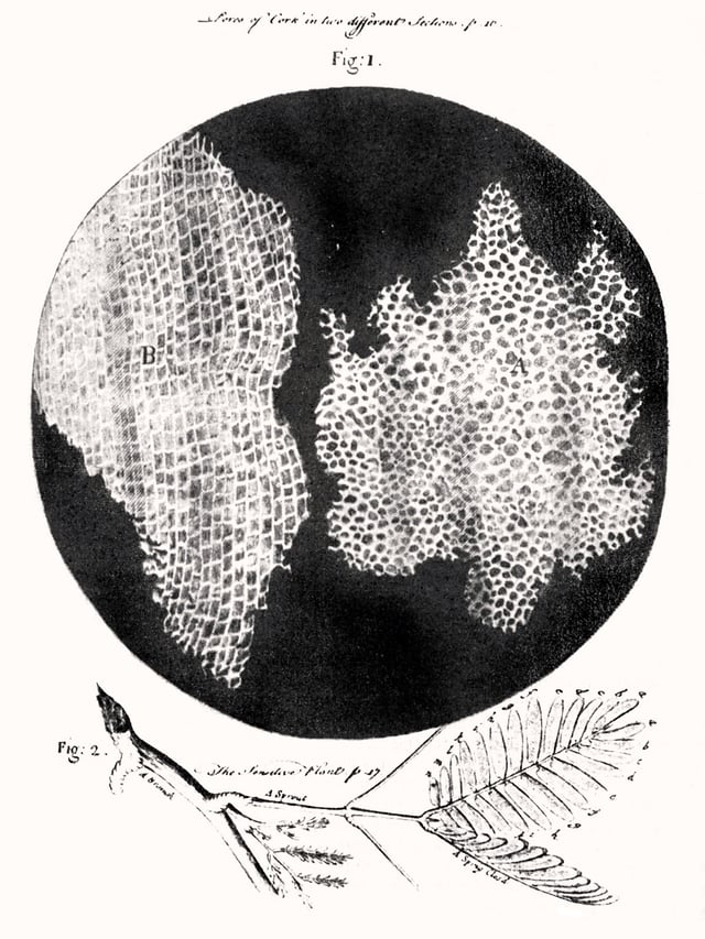 Hooke's drawing of cells in cork, 1665