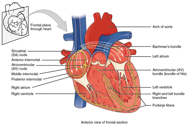 Conduction system of heart
