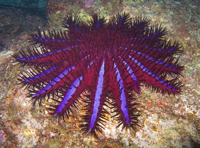 Warning coloration in the crown-of-thorns starfish