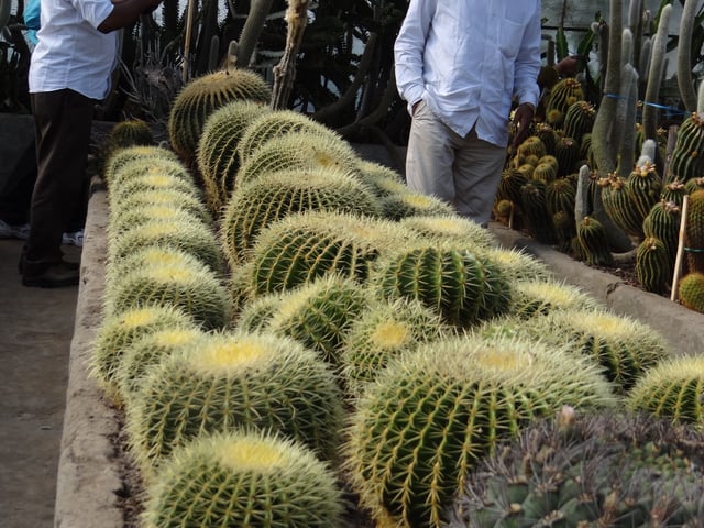 Cacti in a greenhouse in Darjeeling, India
