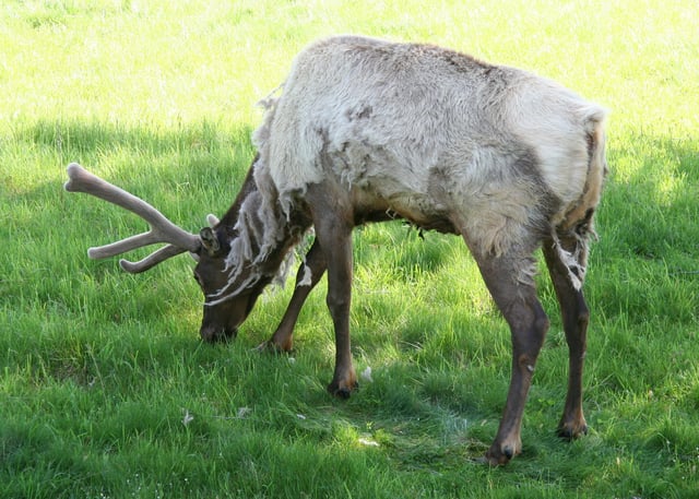 A bull elk in spring, shedding its winter coat and with its antlers covered in velvet