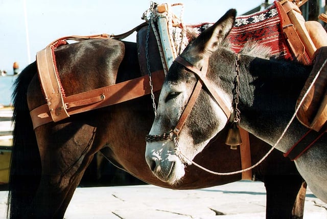 On the island of Hydra, because cars are outlawed, donkeys and mules are virtually the only ways to transport heavy goods.