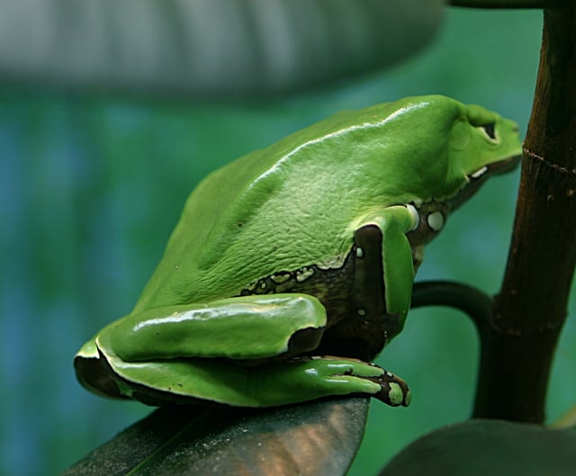 Deforestation in the Amazon rainforest threatens many species of tree frogs, which are very sensitive to environmental changes (pictured: giant leaf frog)