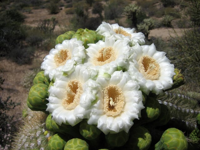 Flowers of saguaro showing flattish white flowers adapted for bat pollination