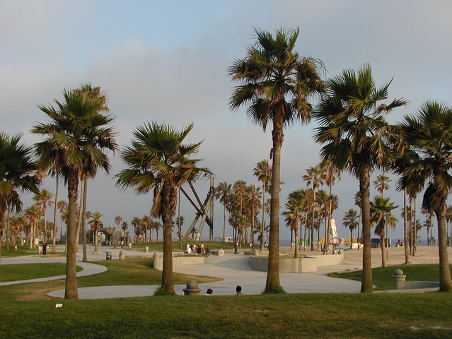 Palm trees along the Venice Boardwalk