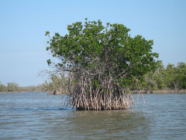 Red mangroves in Everglades National Park