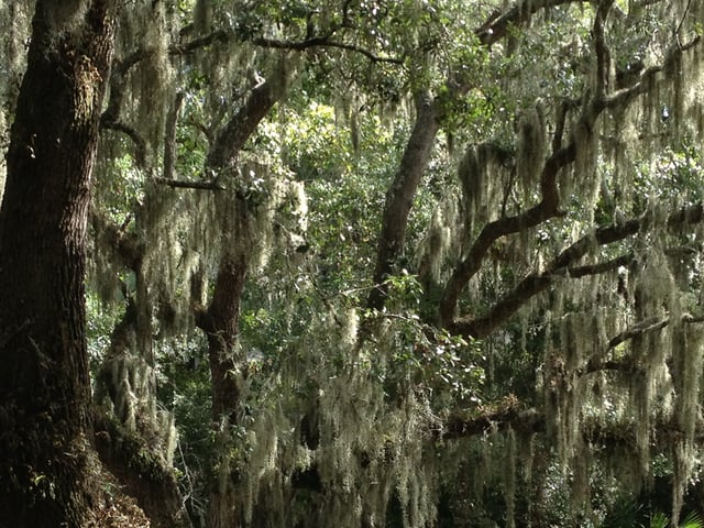 Live oaks with Spanish moss on Hilton Head Island