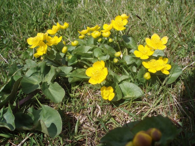 Marsh marigold (Caltha palustris) is common in the Faroe Islands during May and June.