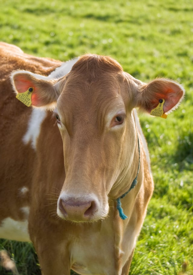 A Guernsey cow