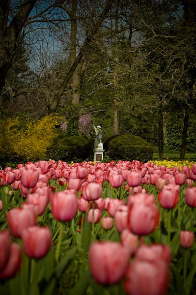 Lexington Cemetery's tulip garden: The facility was founded in 1848, during a cholera epidemic.