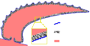 Halkieriid sclerite structure