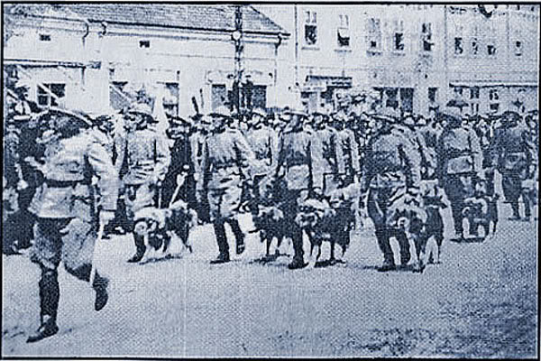 Šarplaninac service dogs of the Royal Yugoslav Army