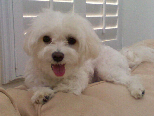 Maltese