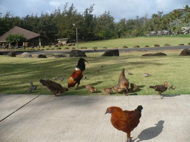 Some of Kauaʻi's feral chickens at Lydgate Beach Park