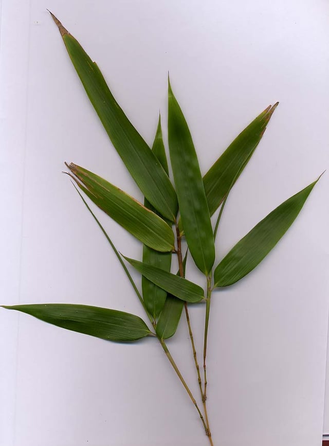 Bamboo foliage with yellow stems (probably Phyllostachys aurea