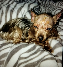 Photo of Bitty Boo after it was tortured by Samuel Smith.