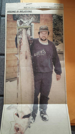 104 pound Sturgeon in Bright Lake - source: Sault Star February 9, 1999