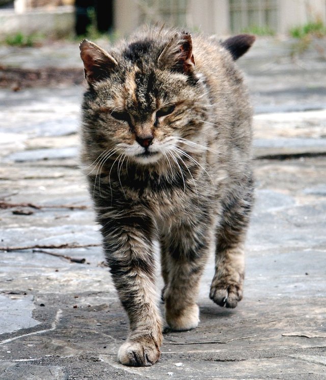 Feral farm cat