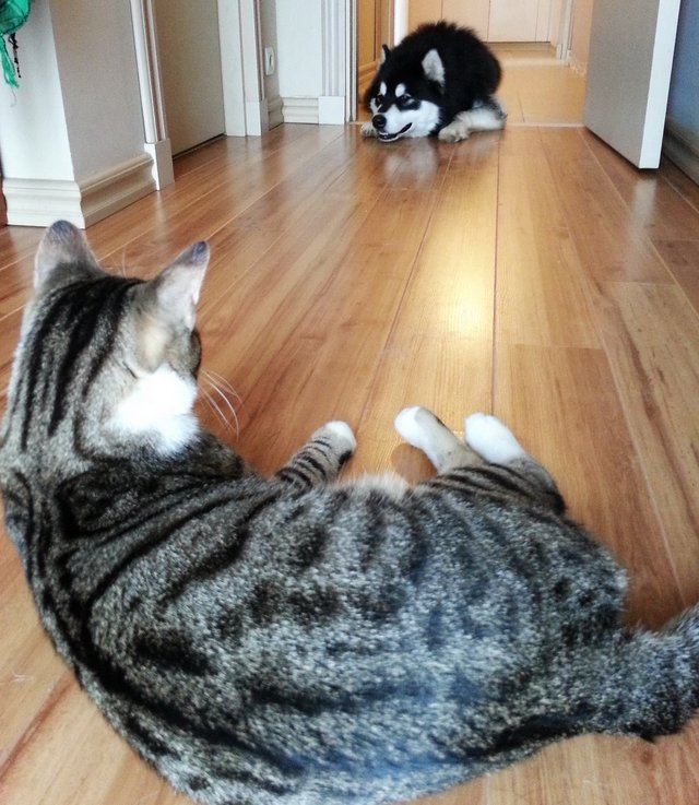 Cat with an Alaskan Malamute dog