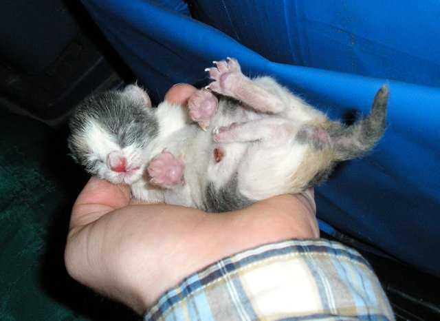 A newborn kitten