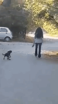 Momento que disparo a perro