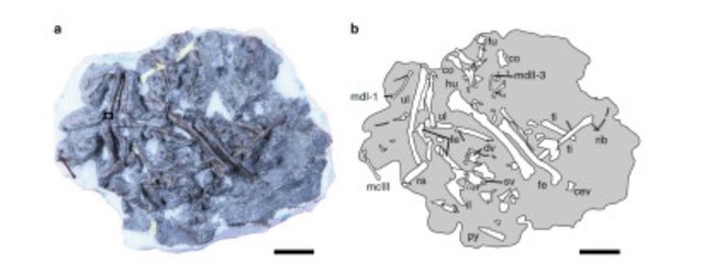 Fukuipteryx Prima bones