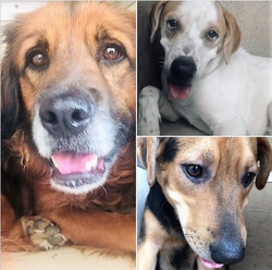Photo of the three dogs that were abandoned by Jennifer Abraham.