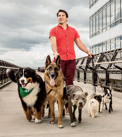 Kimmey walking 6 dogs