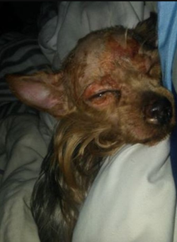 Photo of the Yorkshire Terrier named, Bitty Boo, that Samuel Smith tortured.