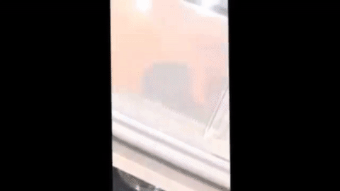 Clip of the moments when Vitoria placed her Guinea Pig inside of the microwave.