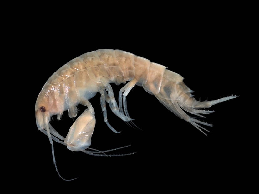 Crustacean