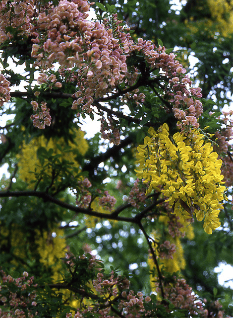 +Laburnocytisus adamii