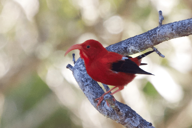 ʻIʻiwi