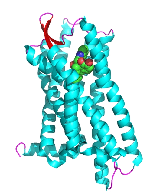 δ-opioid receptor