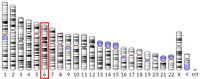 μ-opioid receptor