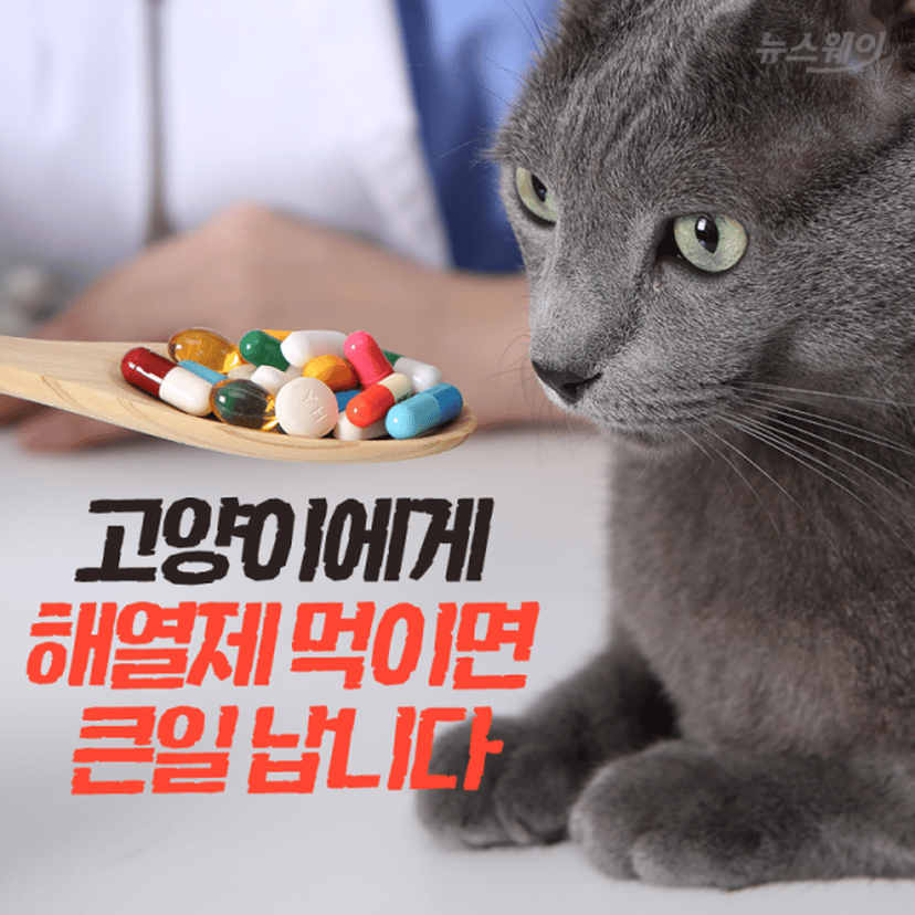 고양이 아세트아미노펜 중독(타이레놀 중독)