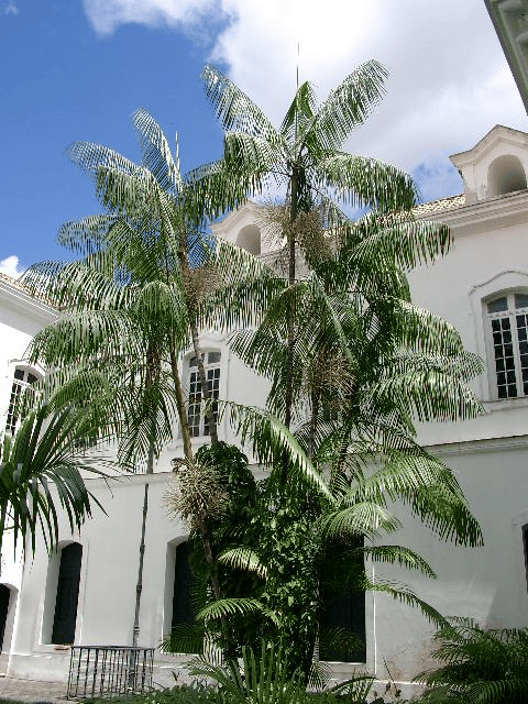 Açaí palm