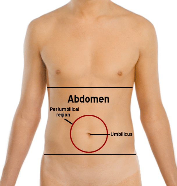 Abdomen