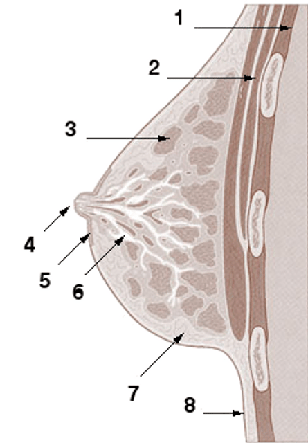 Abortion–breast cancer hypothesis