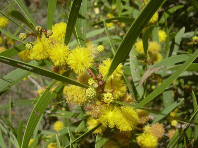 Acacia confusa