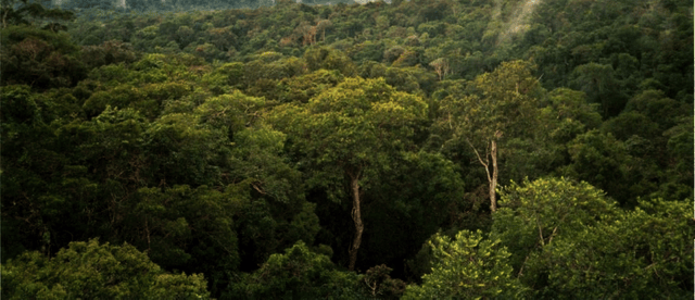 Amazon rainforest