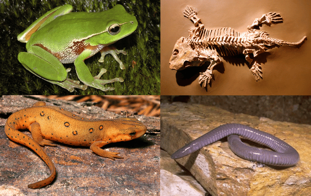 Amphibian